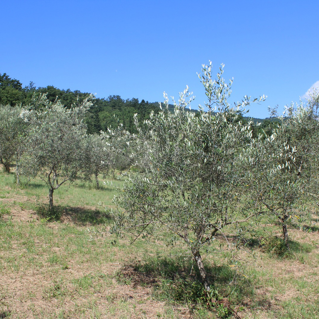 Conti Renata